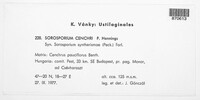 Anthracocystis cenchri image